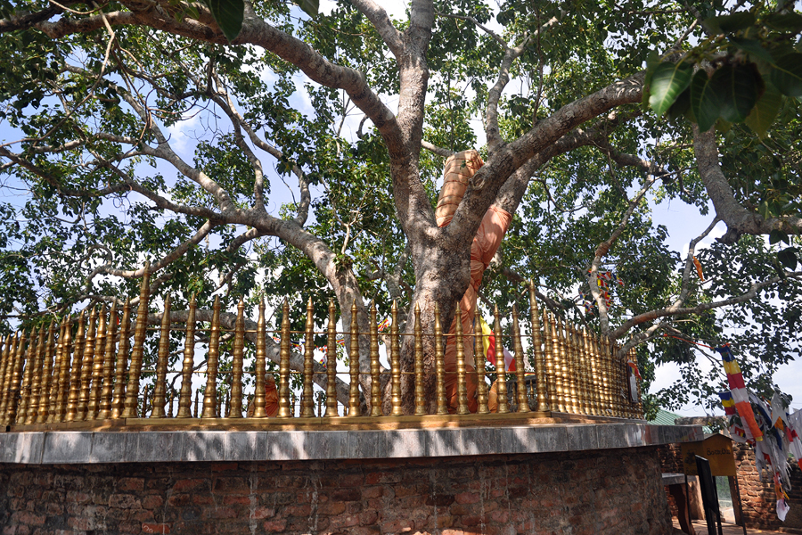 Historical Bodhi Tree 